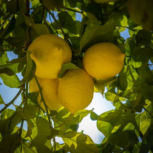 Limones sanos colgando de un limonero