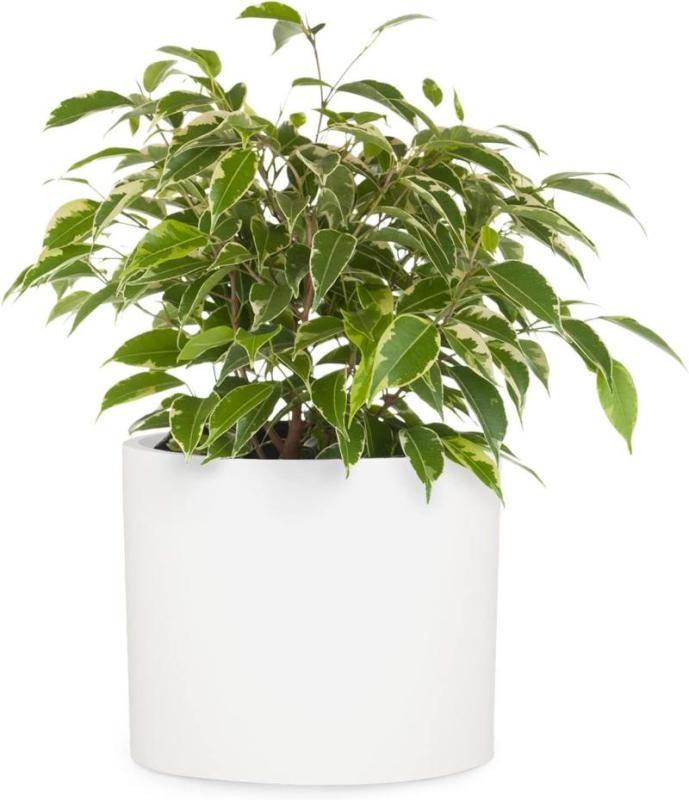 Maceta grande Fox & Fern de fibra de piedra, blanca