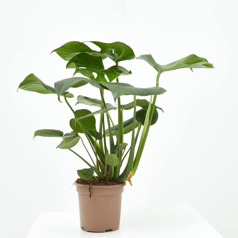 Monstera Deliciosa, planta natural de interior