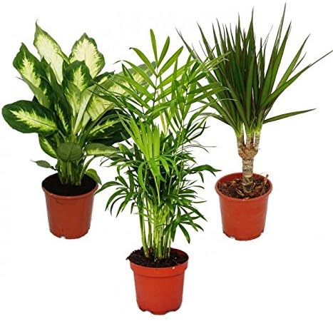 Pack de 3 plantas de interior: Dieffenbachia, Chamaedorea y Dracaena marginata