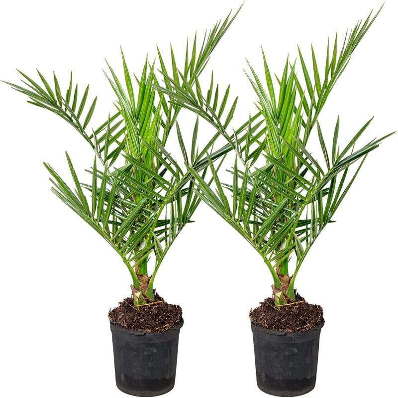 Set de 2 palmeras datileras canarias naturales en maceta