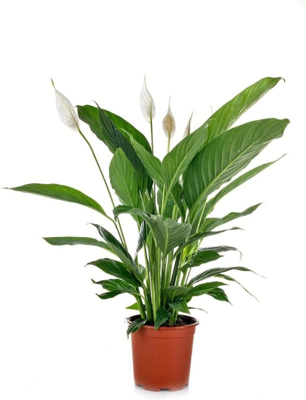 Spathiphyllum, Lirio de la Paz, planta natural de interior