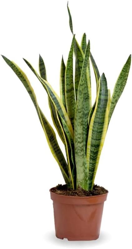 Sansevieria (Lengua de suegra), planta natural de interior