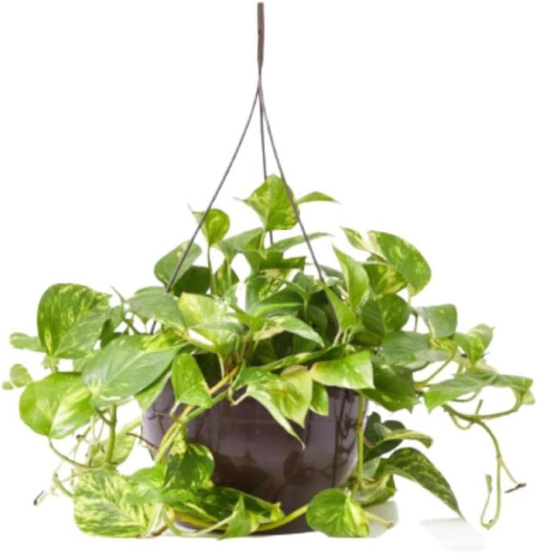 Potho (Epipremnum aureum) colgante, planta natural de interior