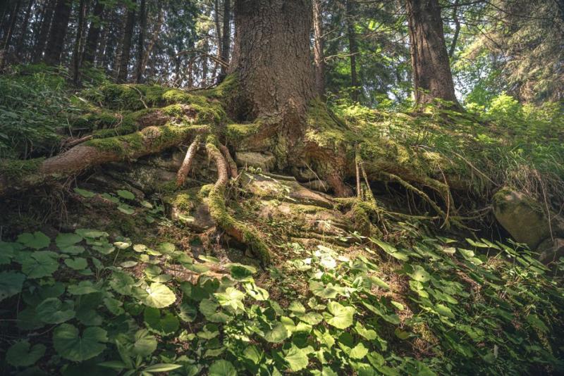 Raíces de árbol cubiertas de musgo en un bosque