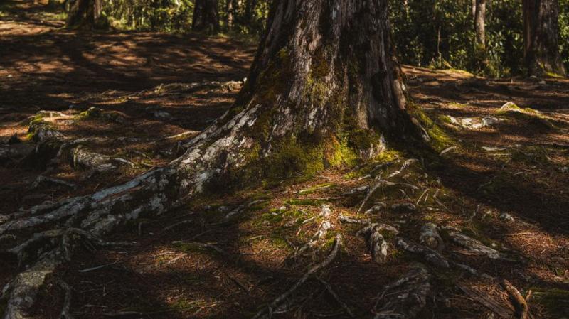 Raíces de árbol extendiéndose por el suelo del bosque