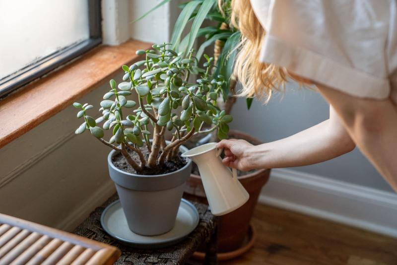 Mujer regando una planta suculenta de interior junto a una ventana