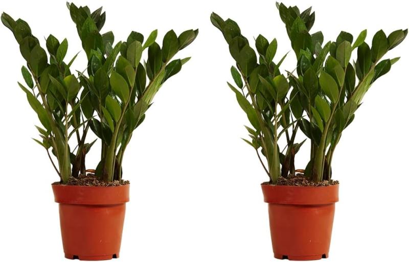 Set de 2 Zamioculcas (ZZ Plant), plantas naturales de interior