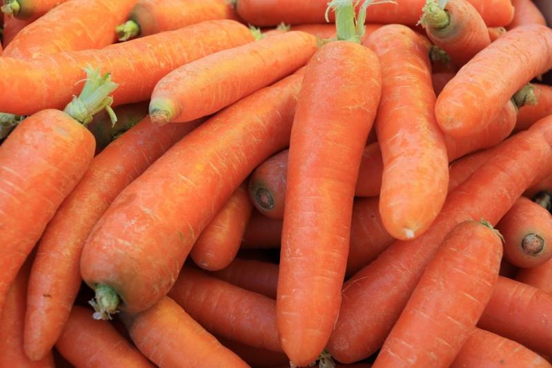 Montón de zanahorias recién cosechadas