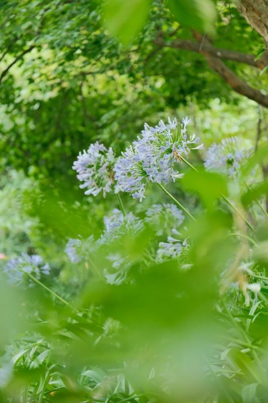 Flores de agapanto azules creciendo entre vegetación en un jardín