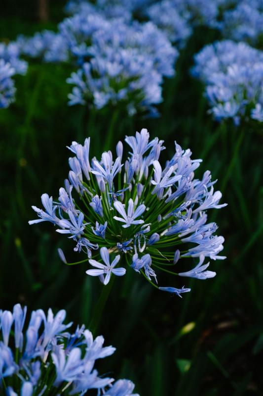 Flores de agapanto azules en un macizo de jardín