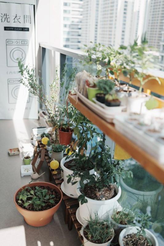 Balcón urbano lleno de macetas con hierbas y plantas, rascacielos al fondo