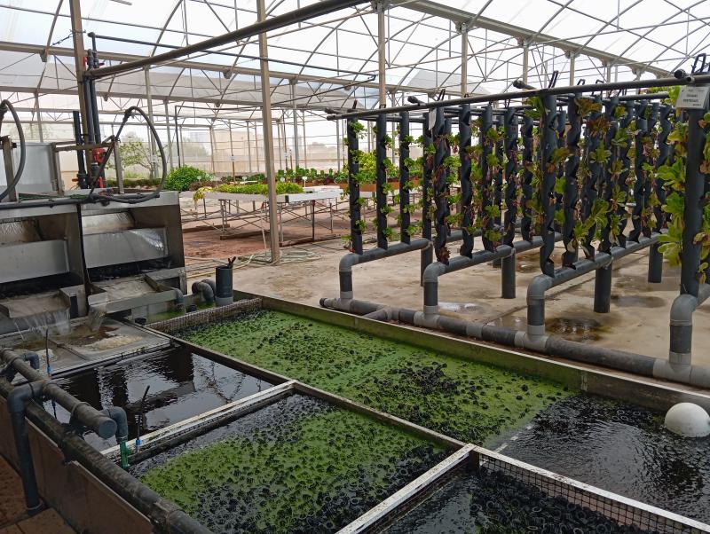 Gradas verticales de cultivo hidropónico en el invernadero del CIFEA