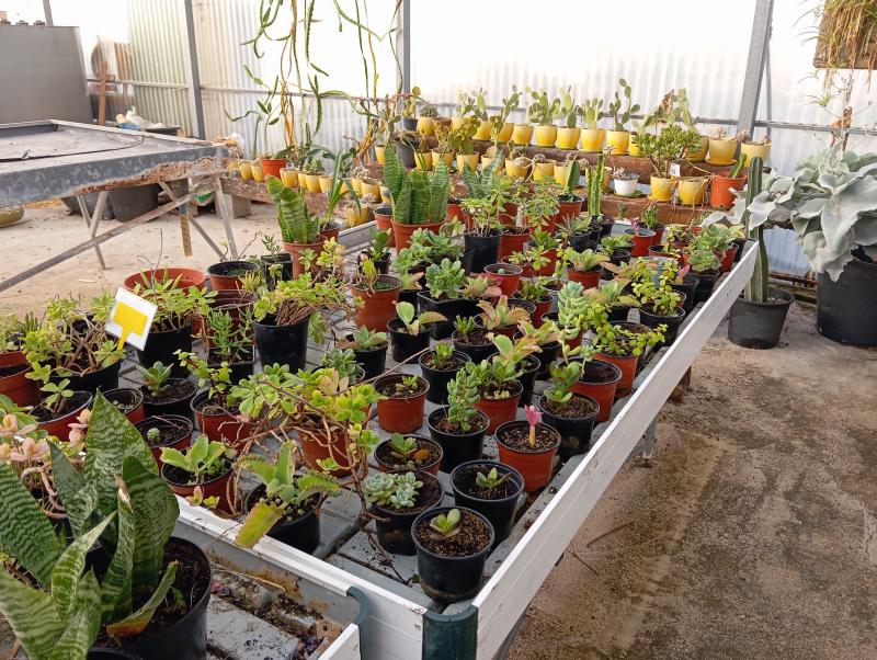 Mesas de vivero con suculentas y cactus en el CIFEA