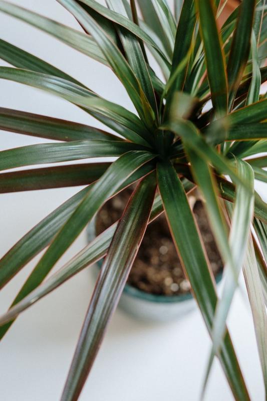 Dracaena marginata real en una maceta blanca de cerámica