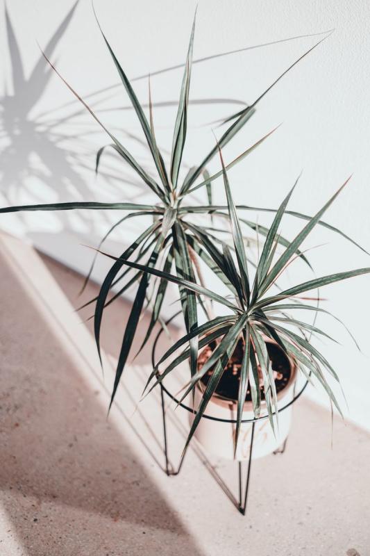 Dracaena real en un salón proyectando sombra sobre la pared