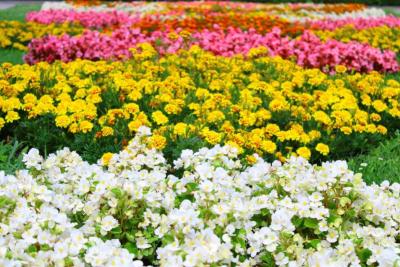Macizos de flores de colores en un jardín