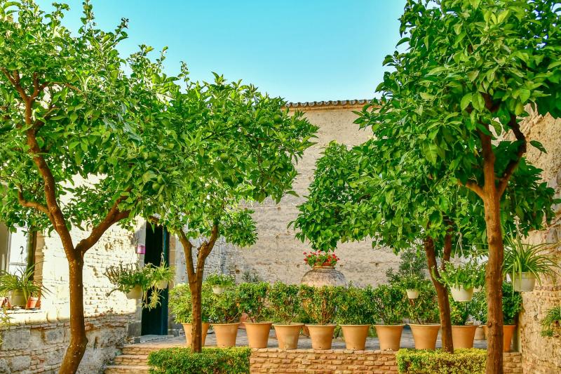 Patio mediterráneo con árboles cítricos y macetas de terracota