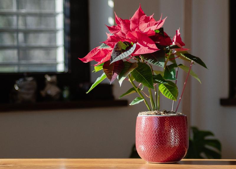 Flor de Pascua real en una maceta roja junto a una ventana
