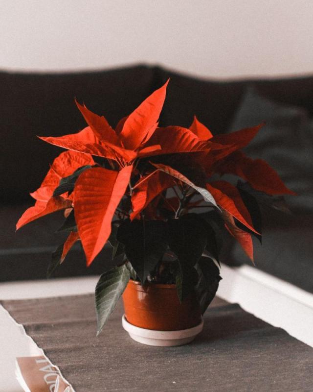 Flor de Pascua real en una maceta de barro sobre una mesa