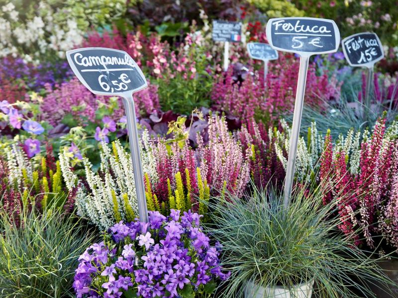 Flores variadas en maceta con etiquetas de precio