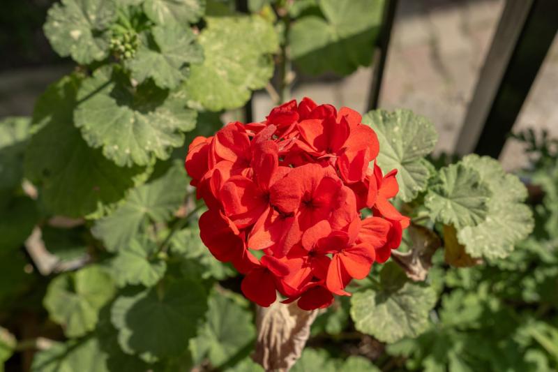 Flor de geranio roja con hojas redondeadas