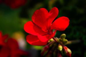 Flor roja de geranio en primer plano