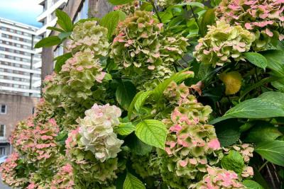 Hortensia real en flor en un balcón urbano