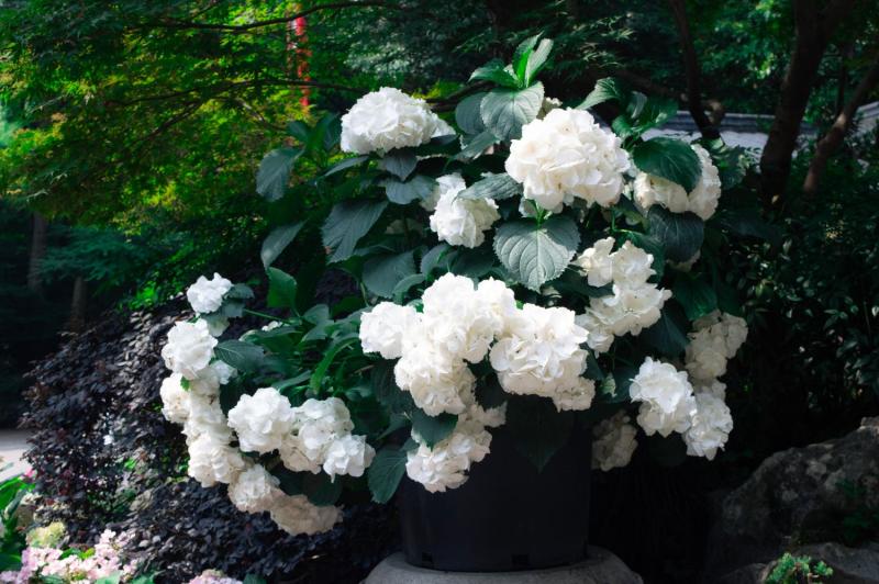 Hortensia blanca cultivada en maceta grande en un jardín