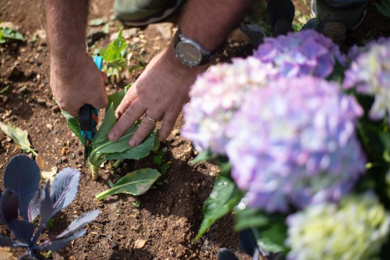 Manos podando una hortensia con tijeras de jardín