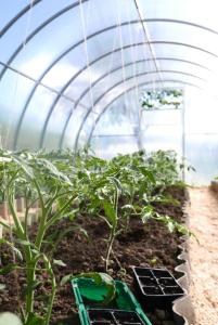 Plantas de tomate creciendo dentro de un invernadero, con semilleros y riego por goteo