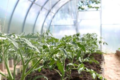 Plantas de tomate creciendo dentro de un invernadero, con semilleros y riego por goteo