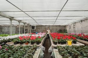 Interior de un invernadero de vivero con filas de macetas de flores