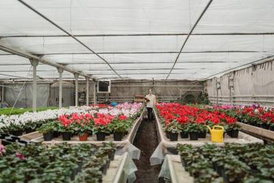 Interior de un invernadero de vivero con filas de macetas de flores