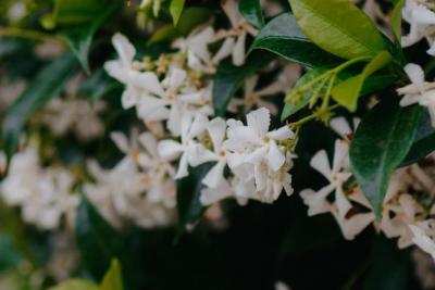 Flores blancas en forma de estrella de jazmín estrella