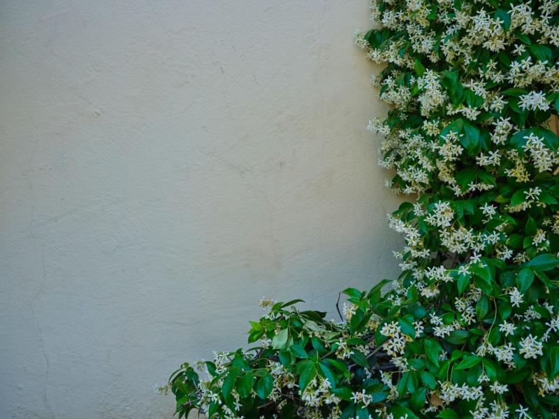 Jazmín estrella cubriendo una pared con flores blancas
