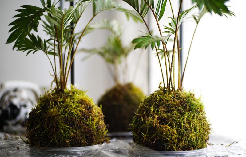 Varias kokedamas de musgo con plantas apoyadas sobre una mesa