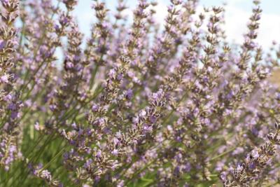 Campo de lavanda sano y compacto en flor