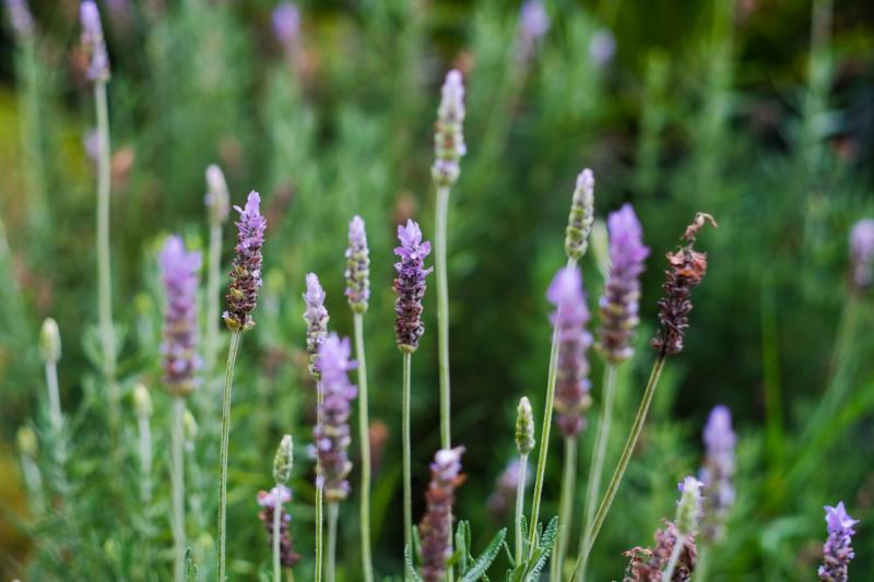 Espigas de lavanda con flores frescas y marchitas mezcladas