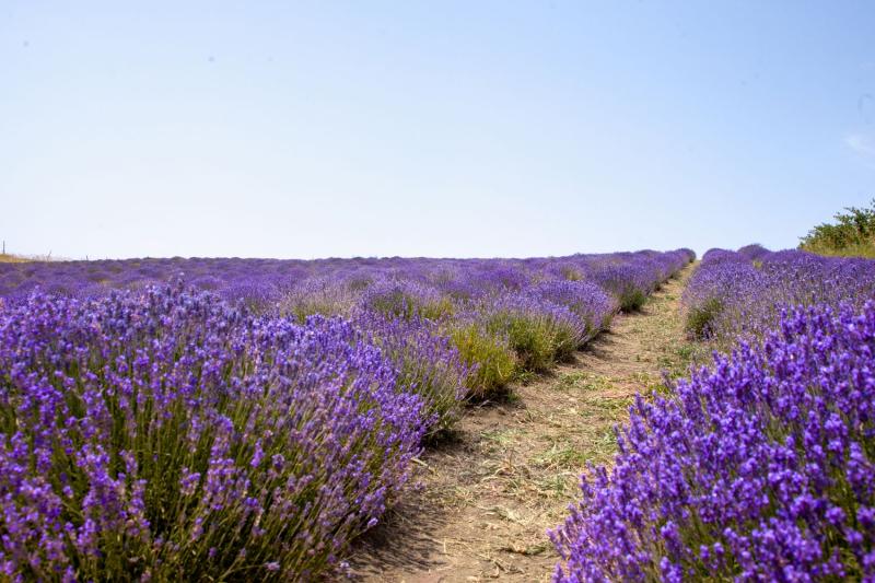 Hileras de lavanda en un campo en flor