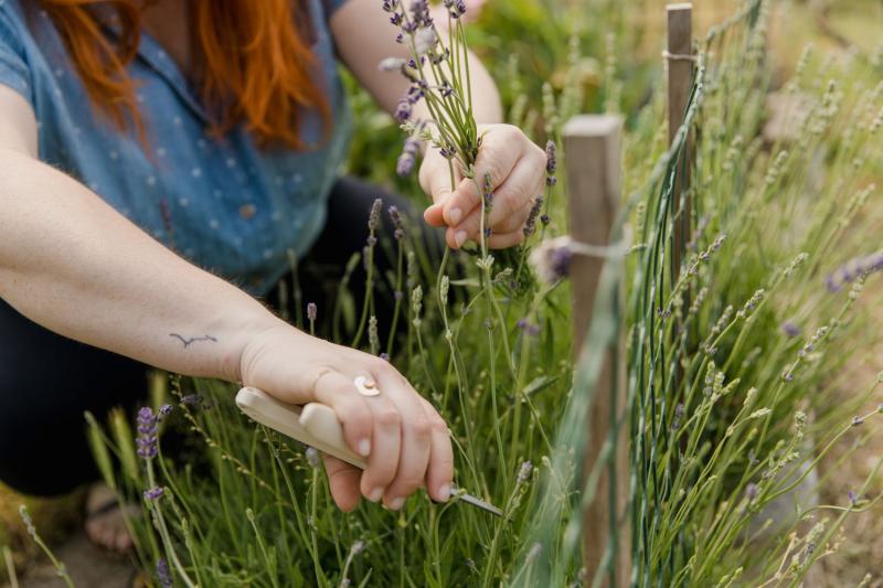 Manos podando espigas de lavanda con tijeras