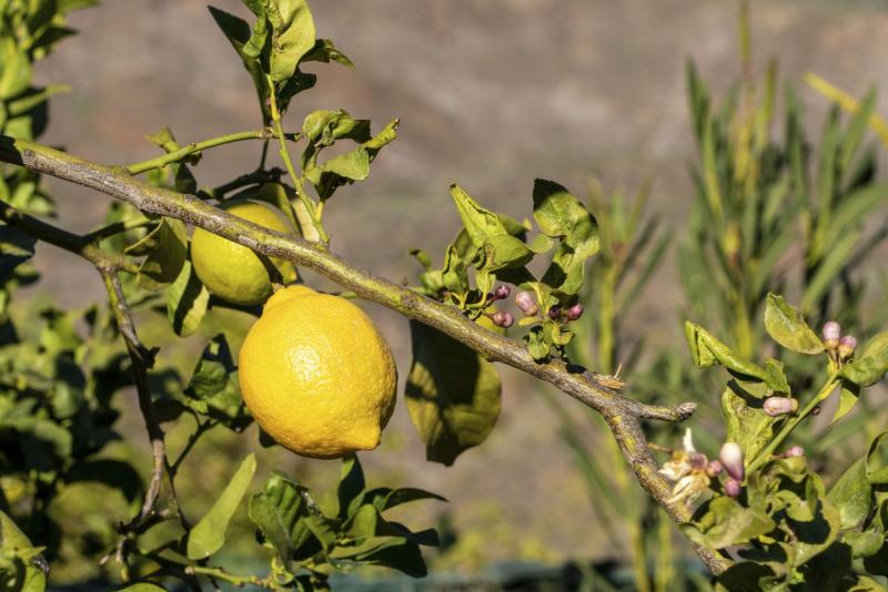 Rama de limonero con fruto maduro y flores a la vez