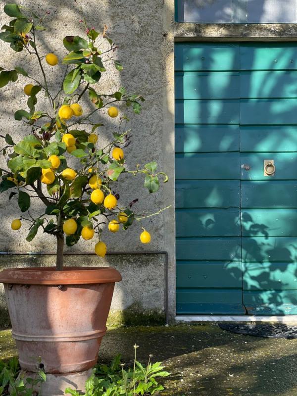 Limonero en maceta en un patio junto a una puerta