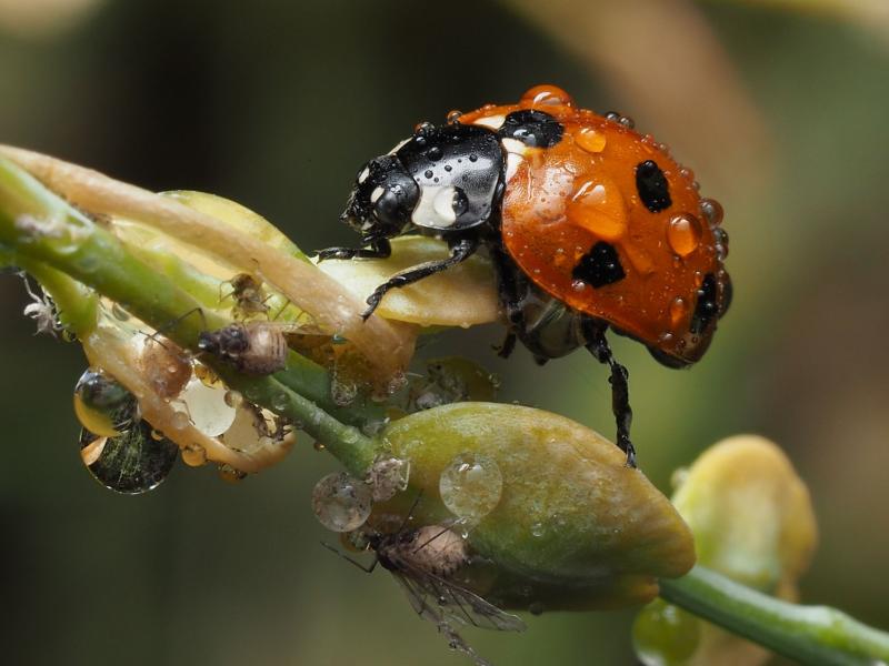 Mariquita junto a pulgones sobre un tallo, control biológico de plagas