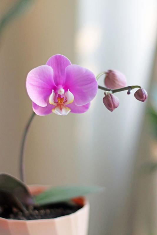 Flor de orquídea Phalaenopsis rosa real con capullos