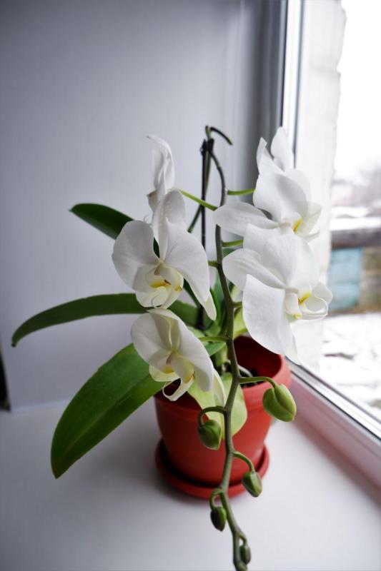 Orquídea Phalaenopsis blanca real en una maceta junto a una ventana