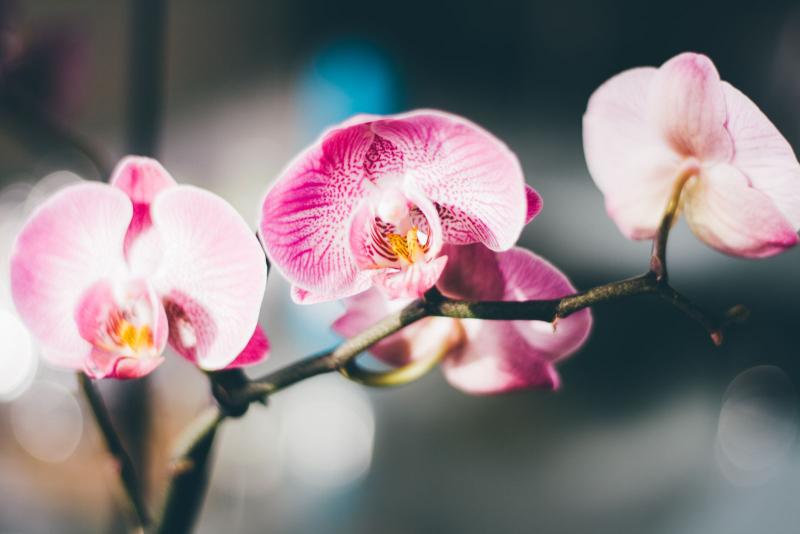 Vara floral de orquídea real con flores rosas, mostrando los nodos a lo largo del tallo