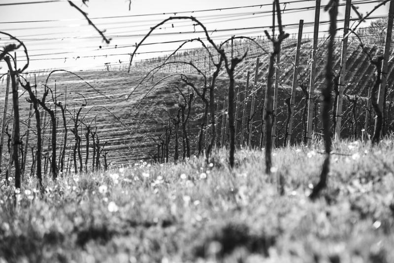 Viñedo en invierno con las vides podadas y en reposo