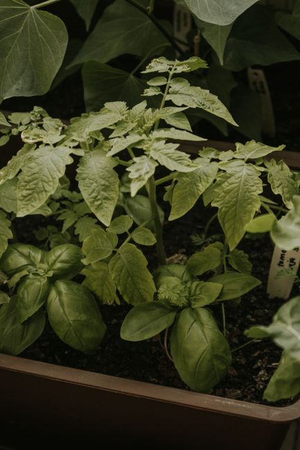 Tomatera y albahaca plantadas juntas en la misma maceta