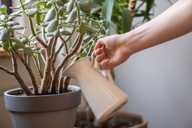 Regando una planta en maceta con buen drenaje